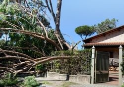 Tree cause big damage for mobile homes during huricane