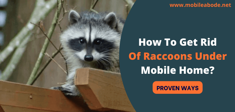 Get Rid of Raccoons Under Mobile Home